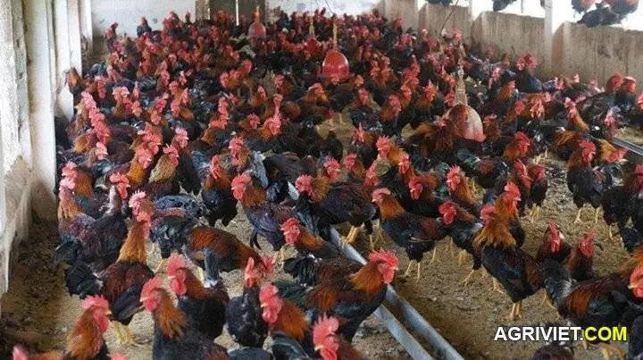 Nhìn đàn gà này mà thèm quá