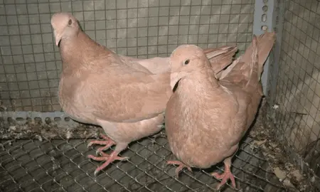 cung cấp bồ câu gà giống