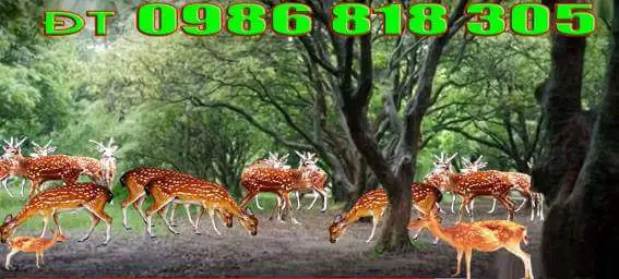 Giá hươu giống 1.webp