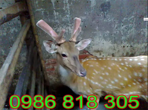 Giá nhung hươu, giá hươu giống, giá nai giống (23).webp