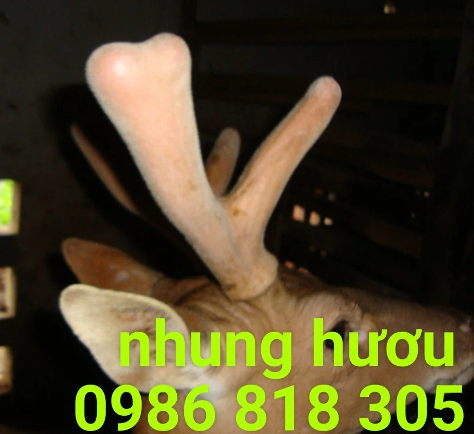 Giá nhung hươu tươi (2).webp