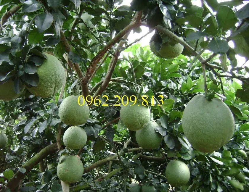 Giống cây bưởi da xanh miền nam_result.webp