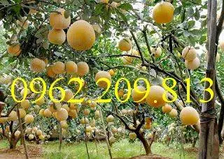 Giống cây bưởi diễn ghép_result.webp