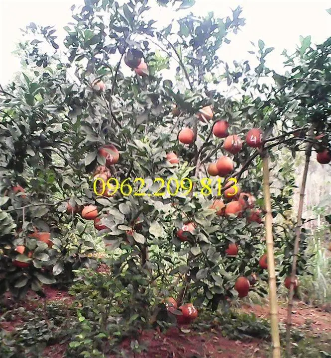 Giống cây bưởi đỏ luận văn (Tiến Vua)_result.webp