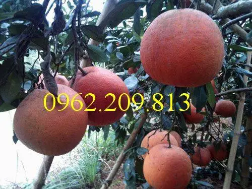 Giống cây bưởi đỏ tứ vương( tân lạc)3_result.webp
