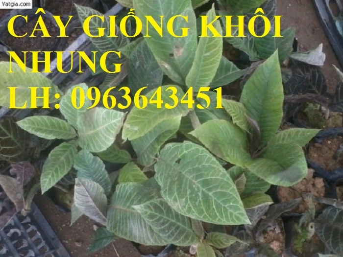giong-cay-khoi-nhung.webp