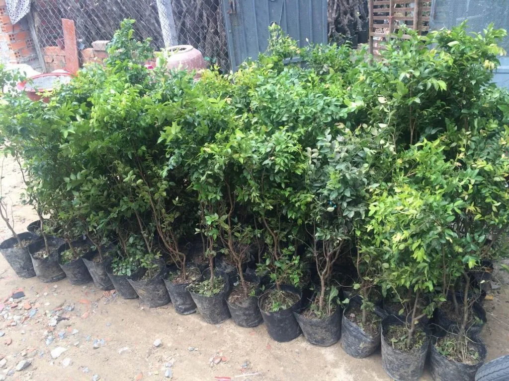 Kỹ thuật trồng và chăm sóc cây nho thân gỗ