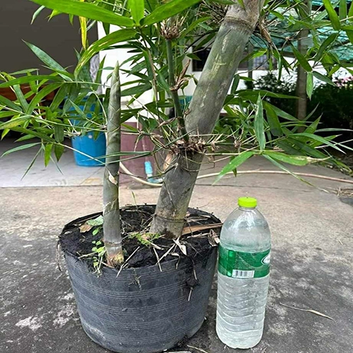 giong cay tre ngot thai lan.jpg