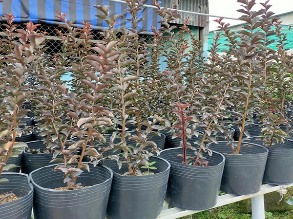 giong cay tương vi 1.webp