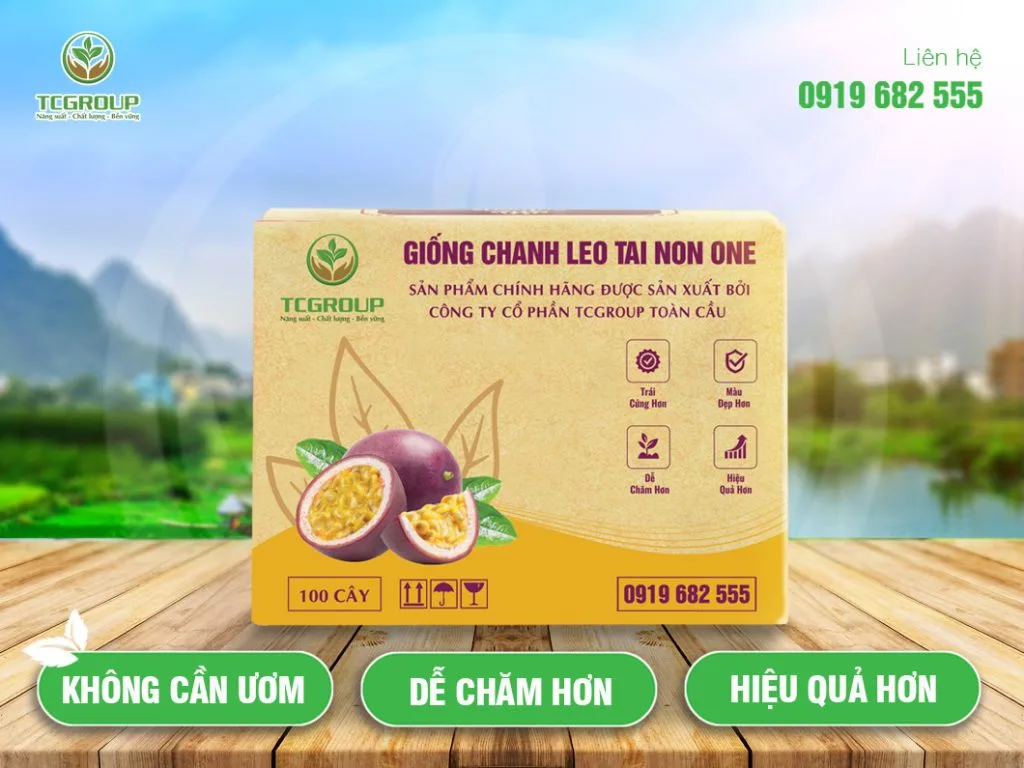 Giong-chanh-leo-Tai-Non-One-Toan-Cau.webp