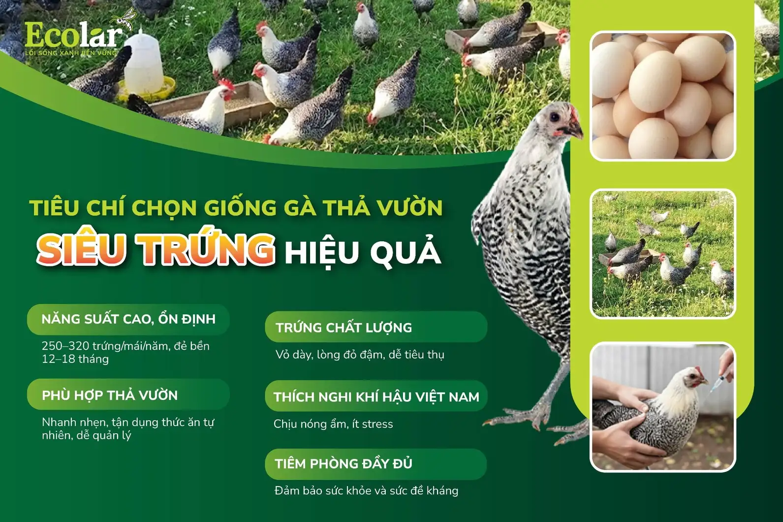 giong-ga-sieu-trung-tha-vuon-hieu-qua_c66b92e56ea6490e8561a4677d5567c4.webp