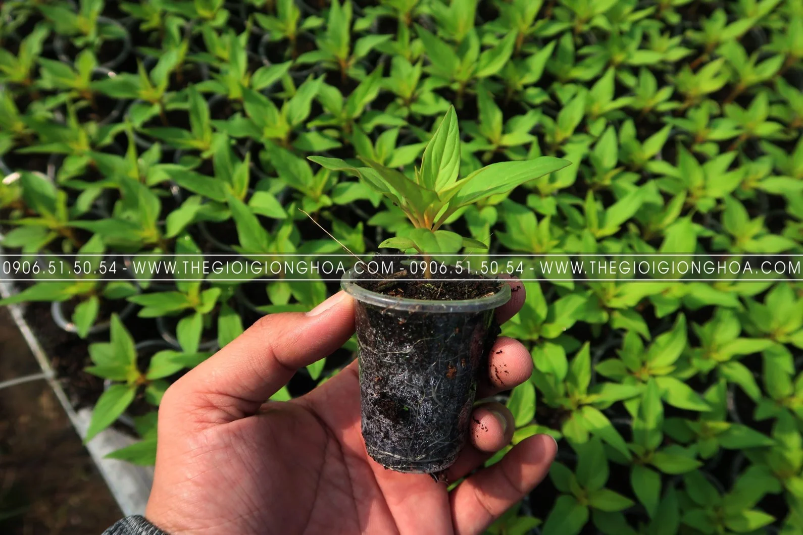 GIONG MAO GA 11.webp