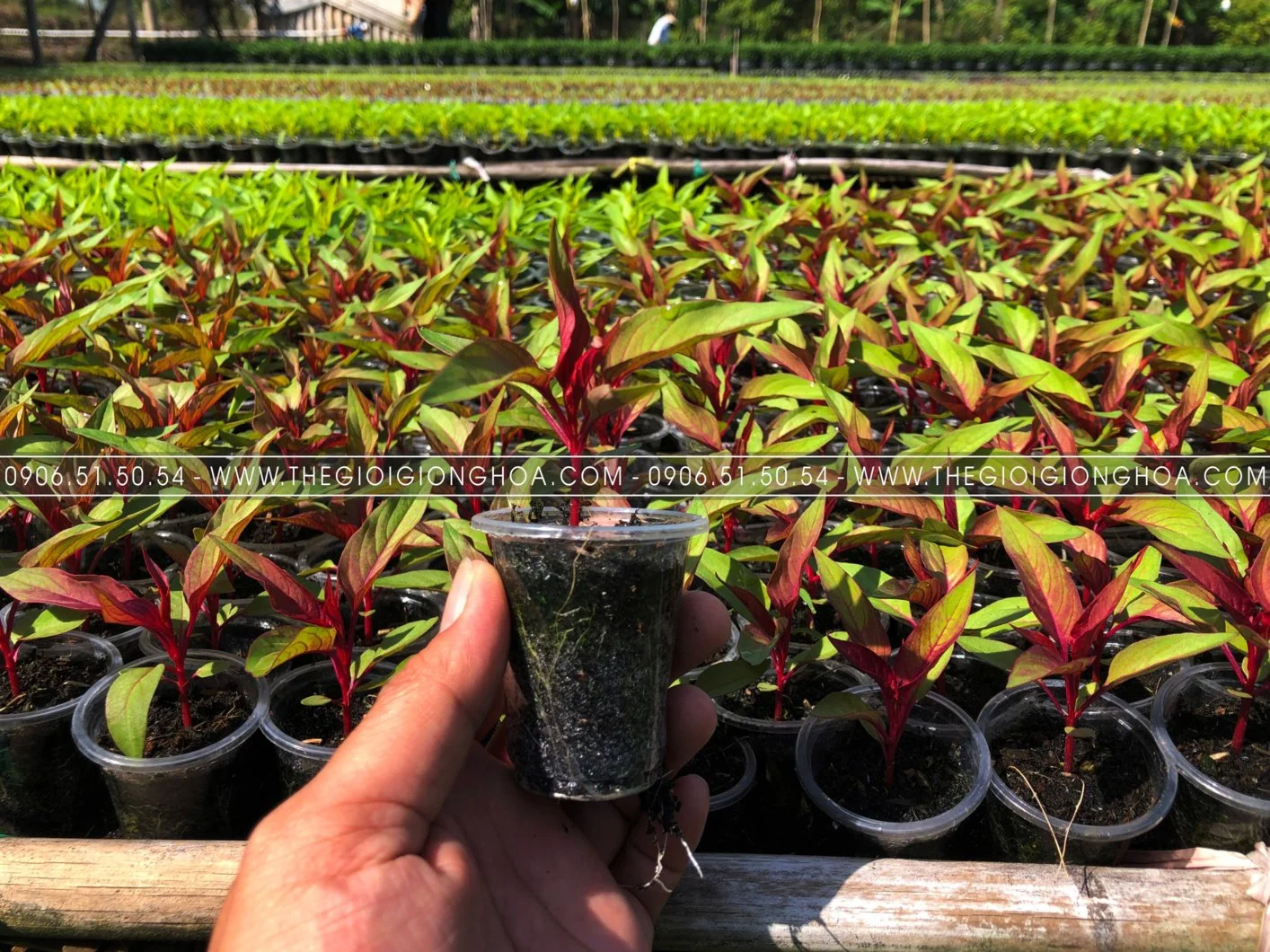 GIONG MAO GA 12.webp