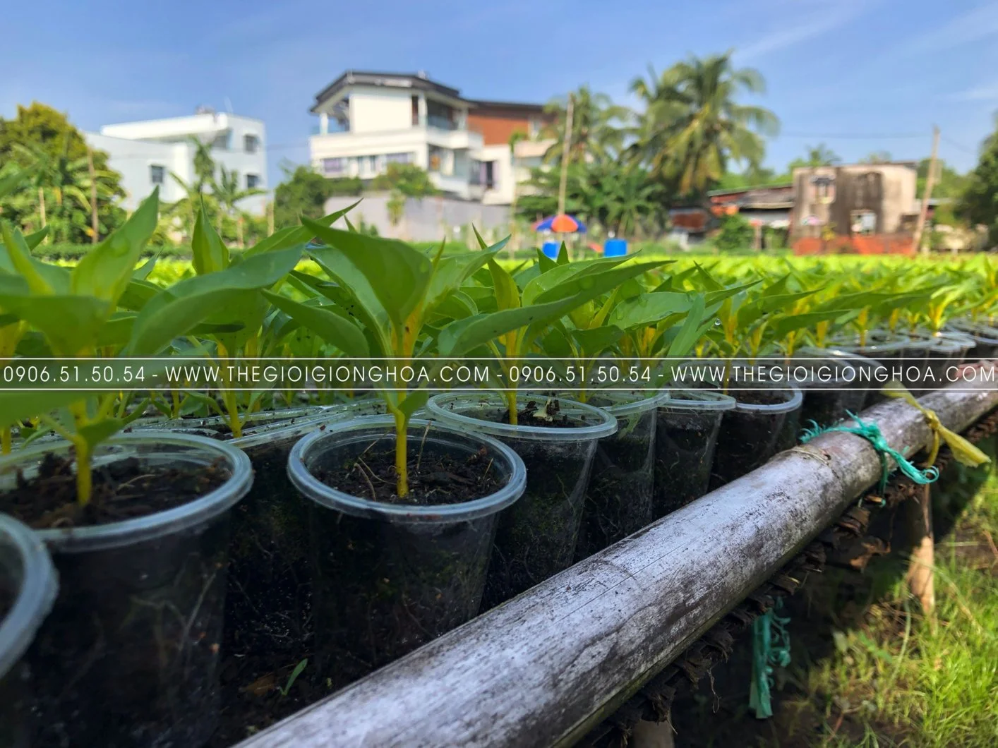 GIONG MAO GA 13.webp