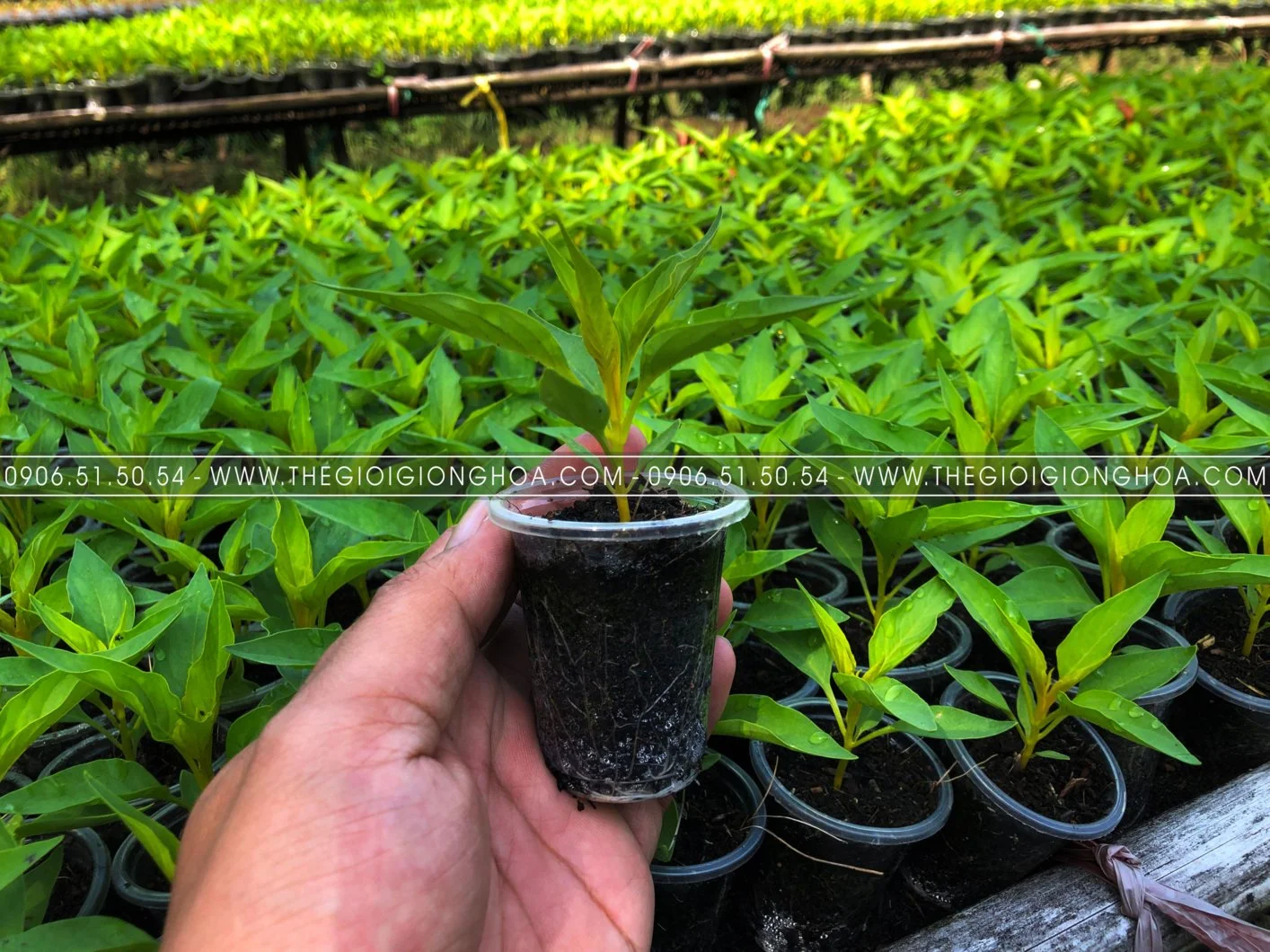 GIONG MAO GA 14.webp