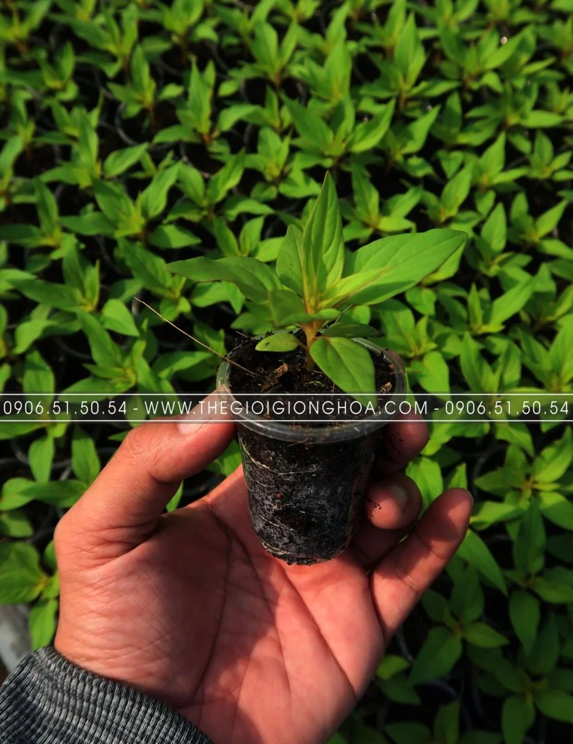 GIONG MAO GA 15.webp