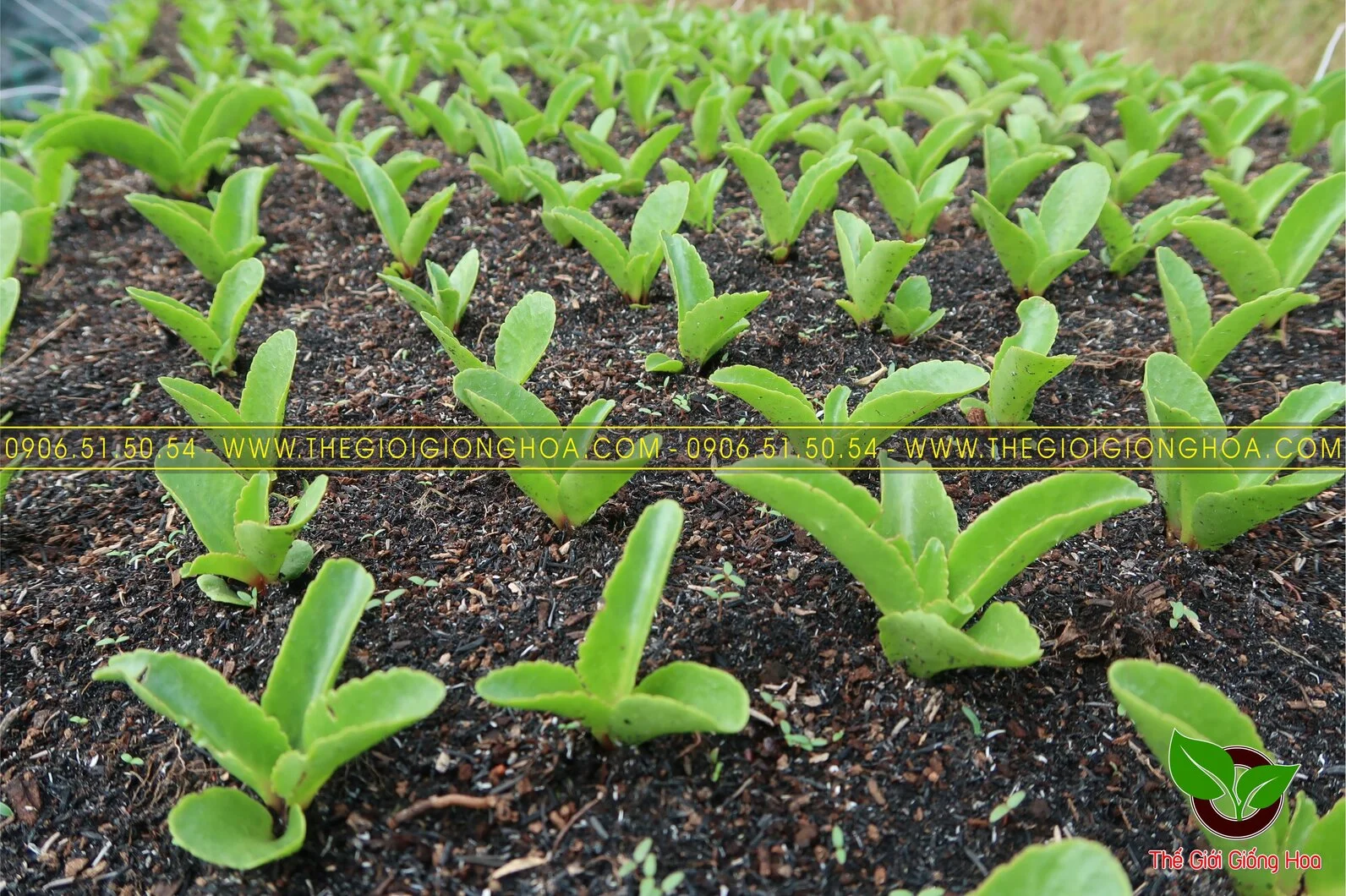 GIONG SONG DOI 1.webp