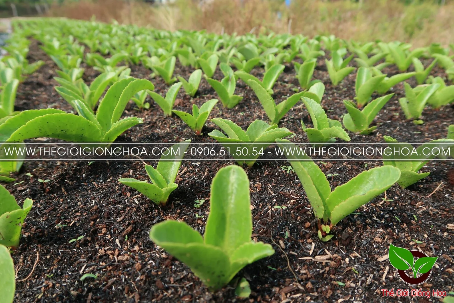 GIONG SONG DOI 10.webp