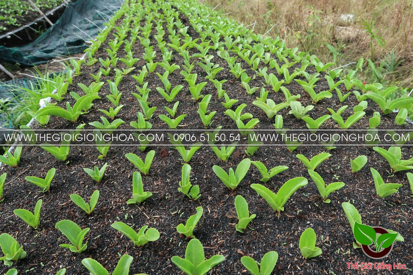 GIONG SONG DOI 12.webp