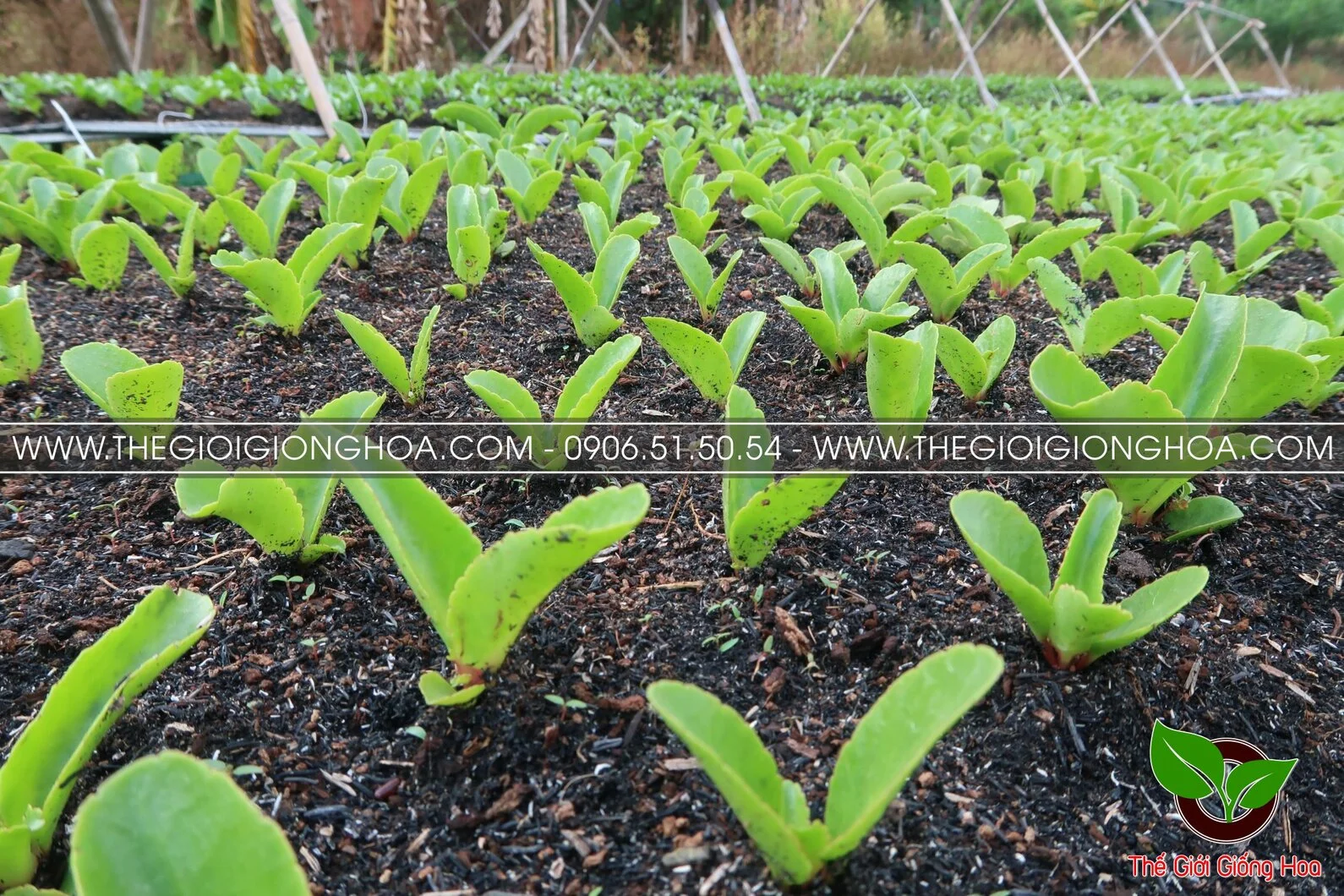 GIONG SONG DOI 13.webp