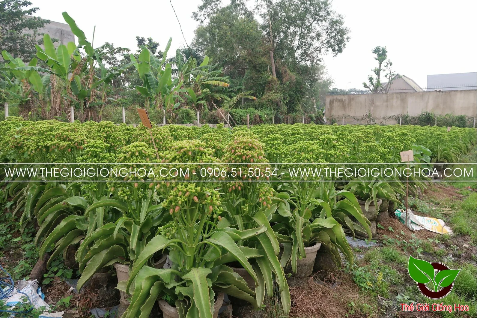 GIONG SONG DOI 15.webp