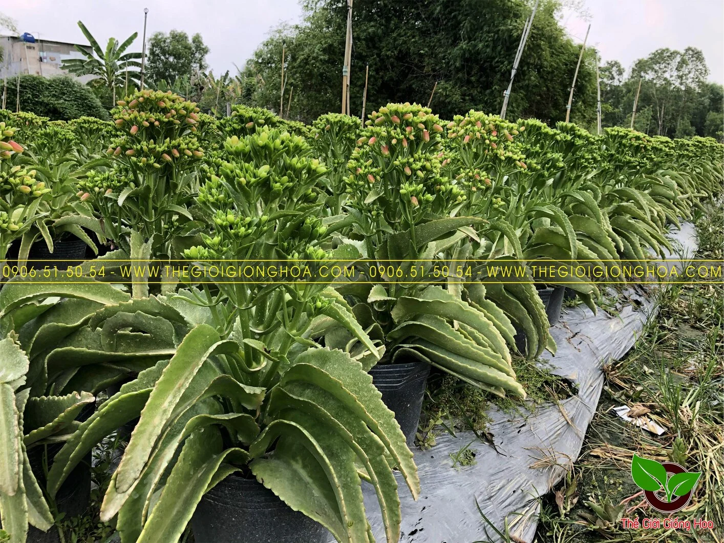 GIONG SONG DOI 2.webp