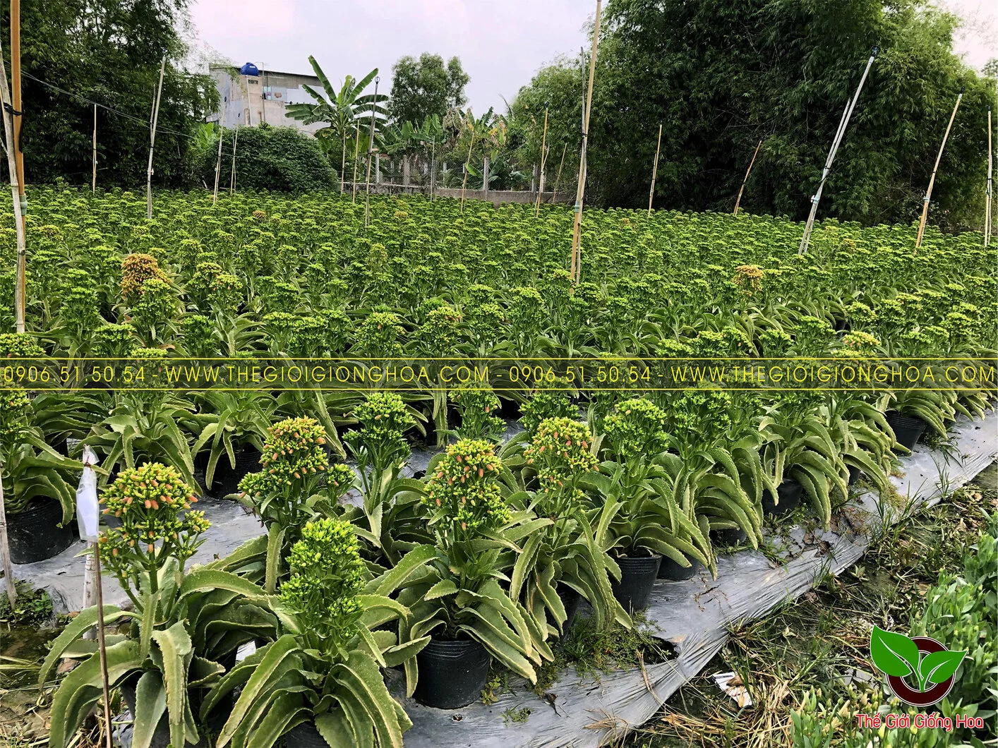 GIONG SONG DOI 3.webp