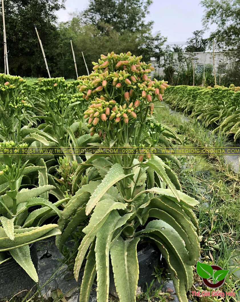 GIONG SONG DOI 4.webp