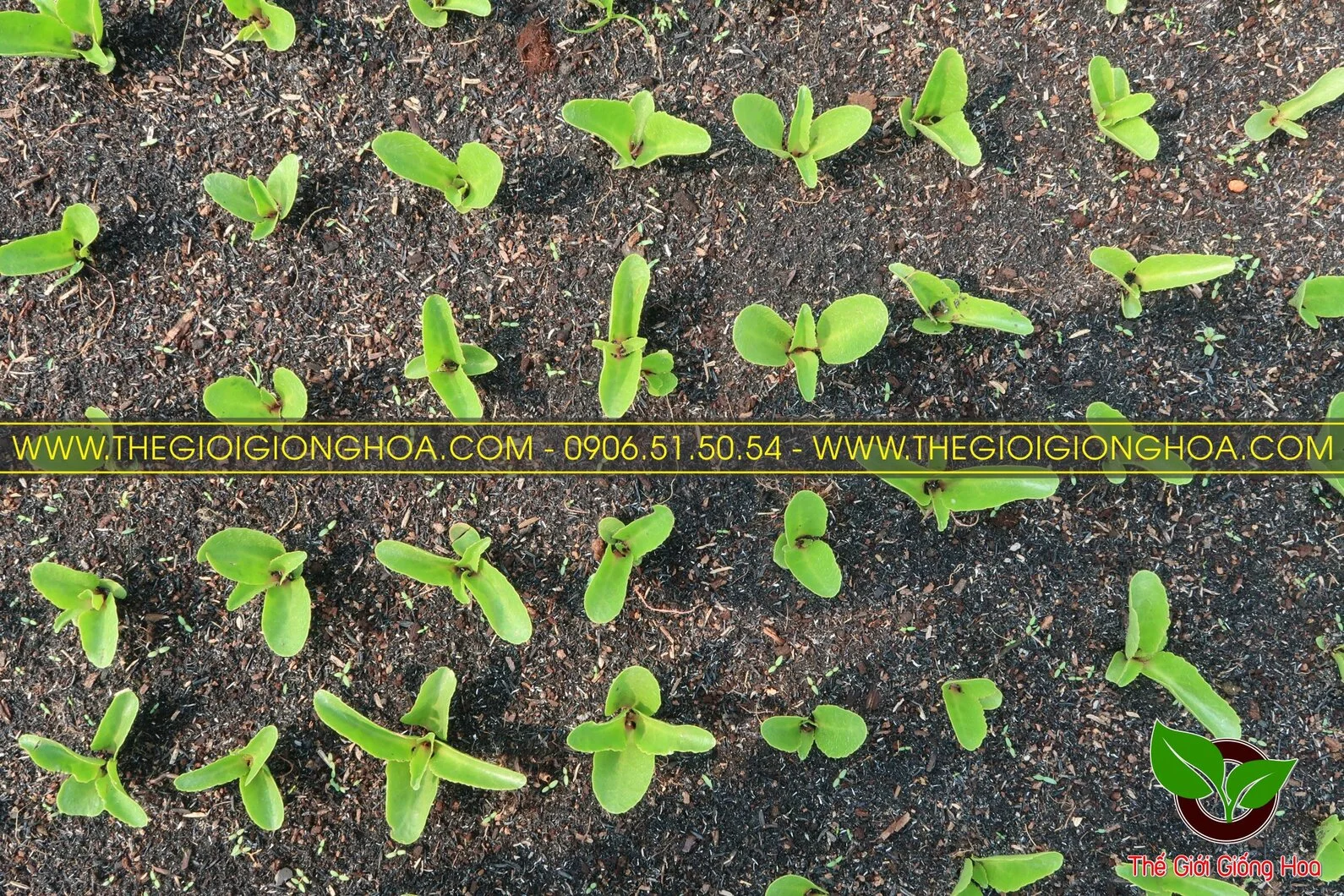 GIONG SONG DOI 7.webp