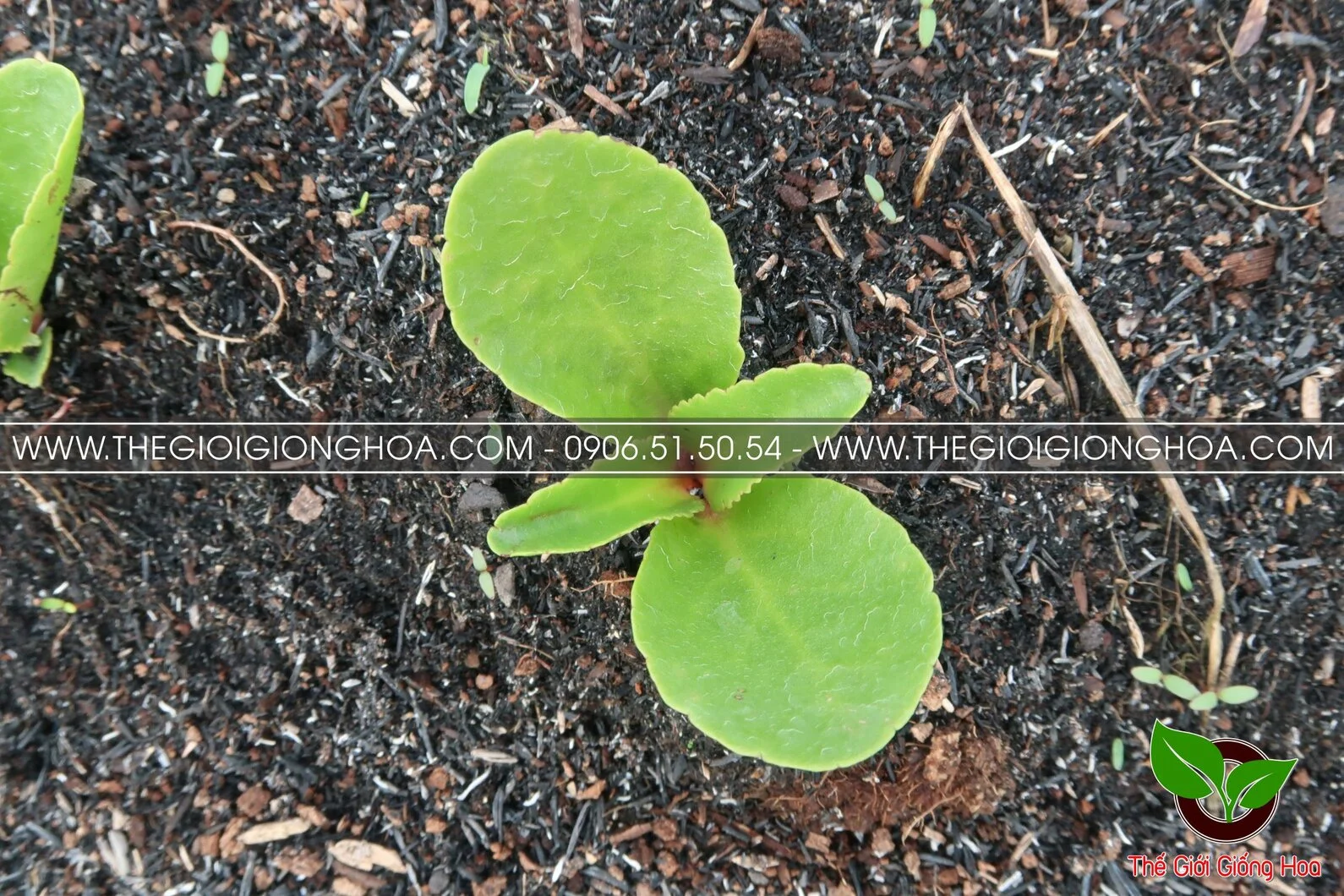 GIONG SONG DOI 8.webp