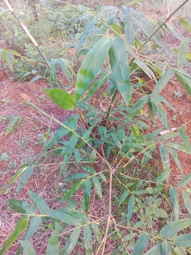 giong tre ngot (2).webp