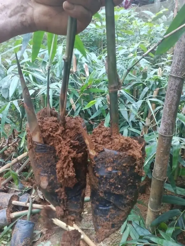 Giống tre ngọt 2.webp