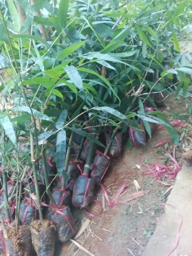 giống tre ngọt 3.webp