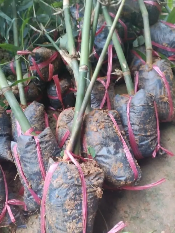 giống tre ngọt 4.webp