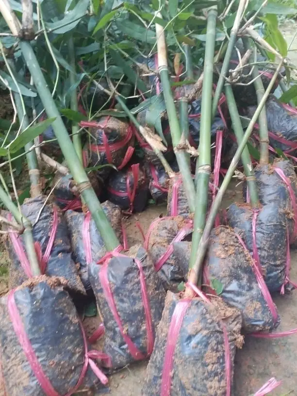 giống tre ngọt 5.webp