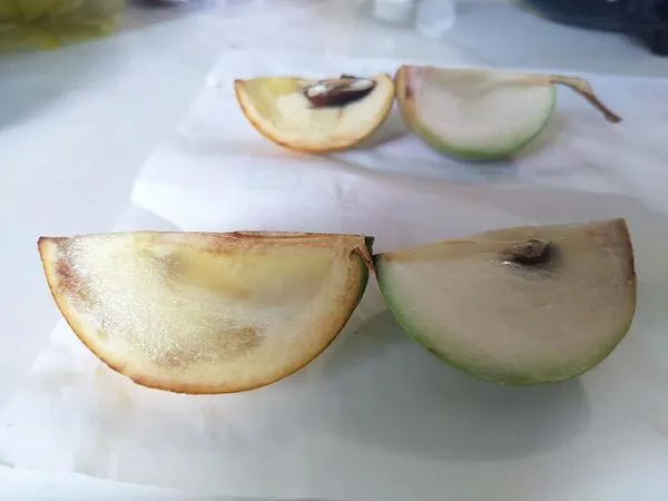 giong-vu-sua-hoang-kim (2).webp