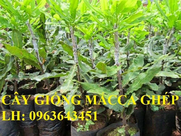 Giong_mac_ca_ghep.webp