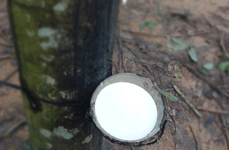 Chế Độ Kích Thích Mủ Cho Vườn Cây Cao Su