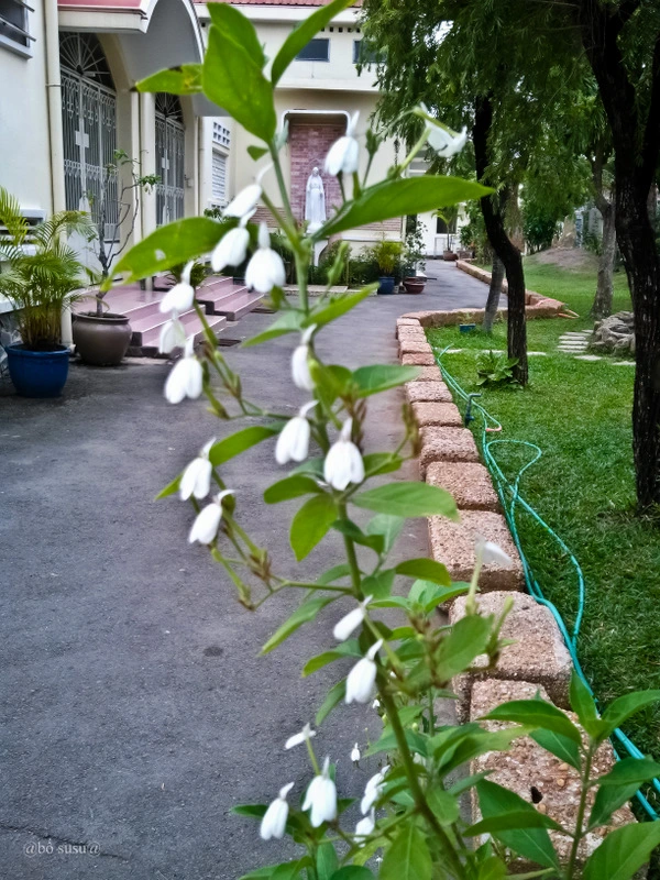 Bài thuốc từ cây kiến cò