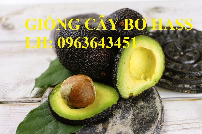 Green-ripe-avocado-from-organic-avocado-plantation-2.webp
