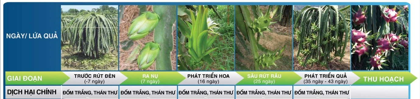 Biện pháp phòng bệnh đốm nâu trên cây thanh long