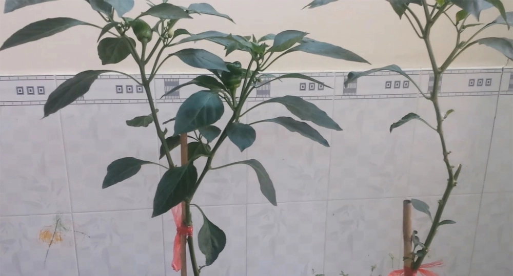 Trồng ớt chuông (ớt ngọt) ở xứ nóng