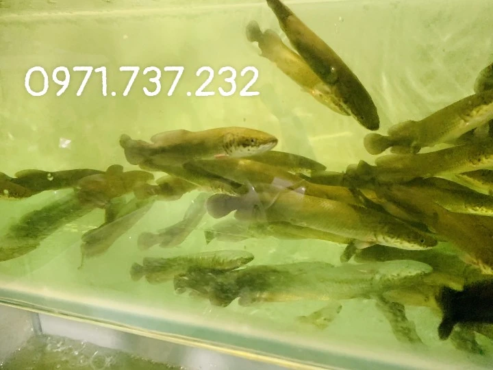 hải tượng long nhỏ.jpg