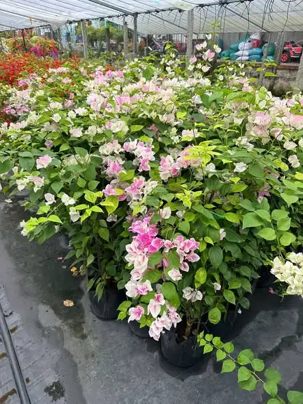 hao giấy hàng công trình.webp