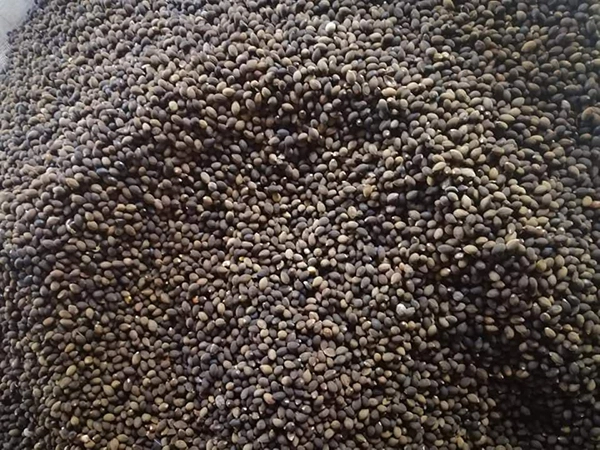 hat giong cay bo de.webp