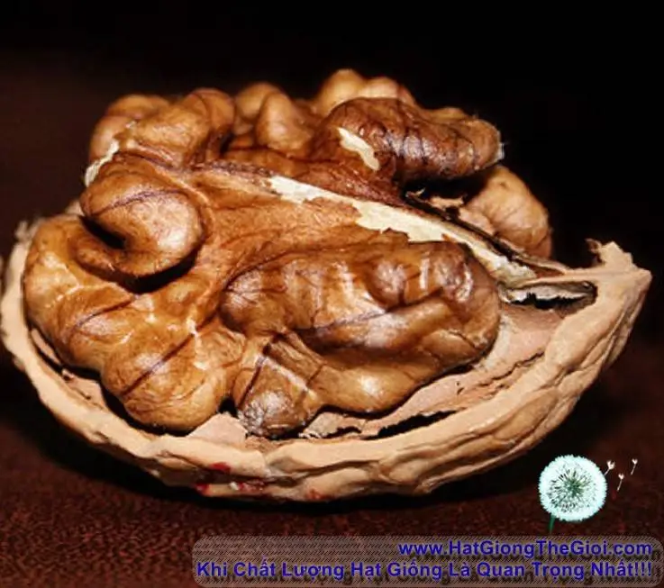 Hạt Giống Quả Óc Chó - Anh Quốc (Juglans)1k.webp