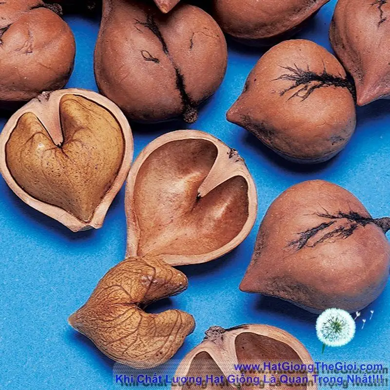 Hạt Giống Quả Óc Chó Nhật  - Trái Tim (Juglans).webp