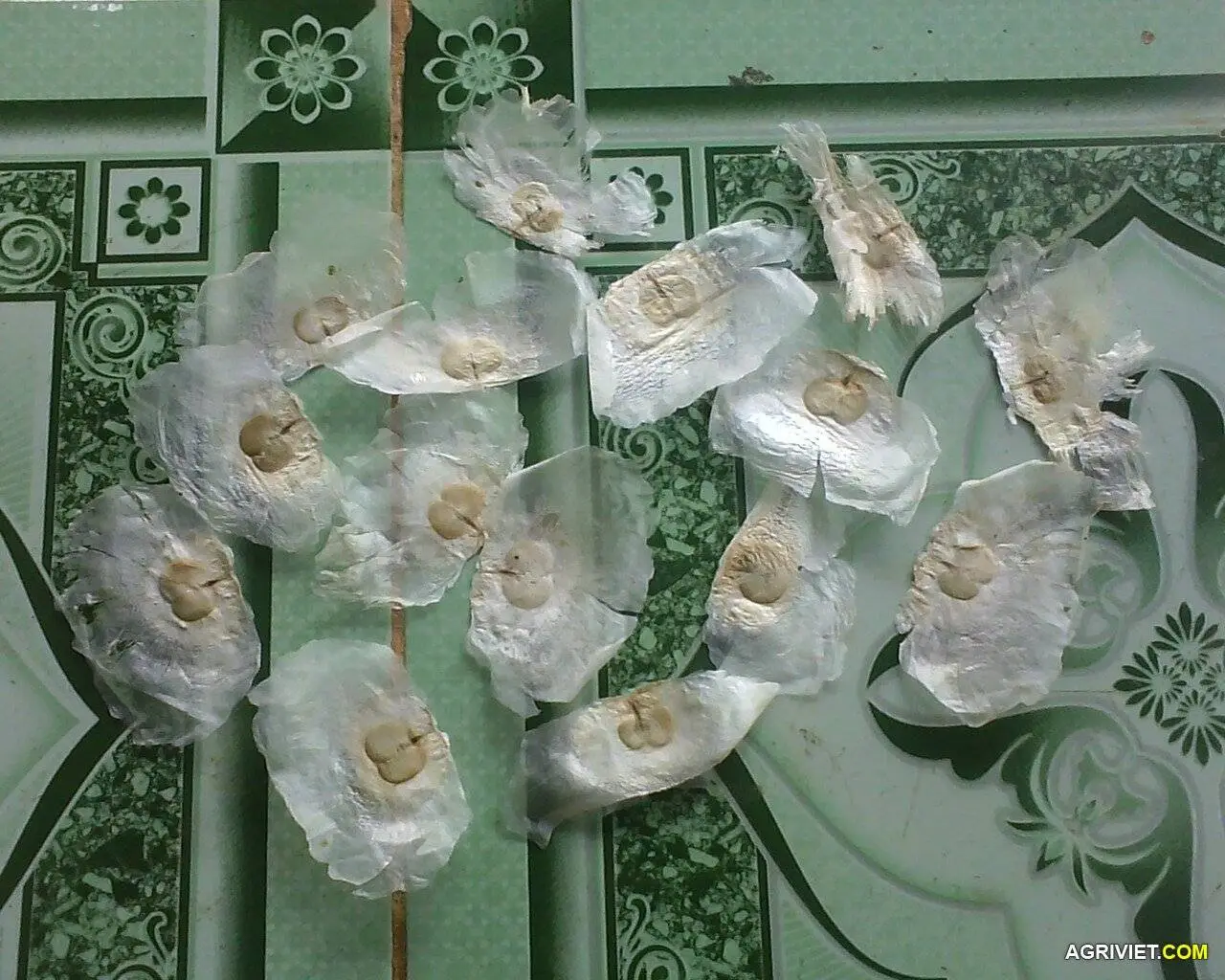 Cây Mộc Hồ Điệp (Núc Nác)