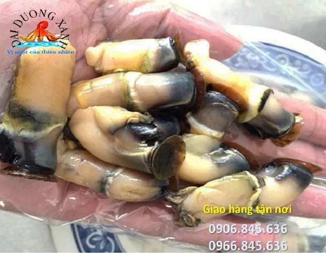 cung cấp hàu điếu Nha trang Tại HCM