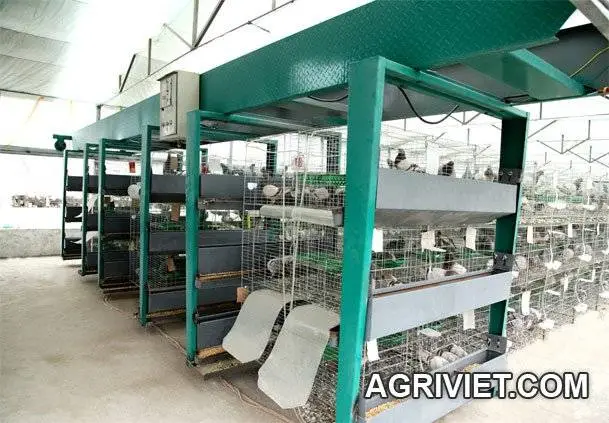 BÀN LUẬN TỰ ĐỘNG HÓA TRONG CHĂN NUÔI BỒ CÂU!